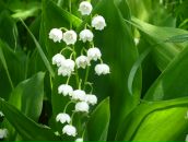 Фотография Докаевой Любови