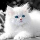 Діана Береза фотография #19 (источник - https://vk.com/id162546834)