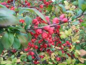 Юлія Парфеса фотография #33 (источник - https://vk.com/id6576639)