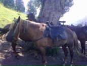 Igor Igor фотография #37 (источник - https://vk.com/id577602)