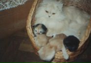 Світлана Майкова фотография #5 (источник - https://vk.com/id22782908)