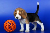 Фотография Арсеньева Романа