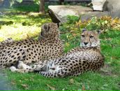 Theodore Chipmunk фотография #8 (источник - https://vk.com/id1373283)