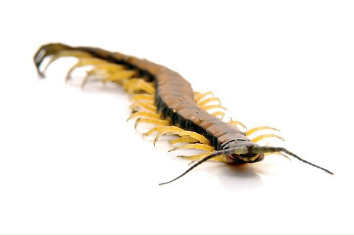 Igor Petrov фото №3