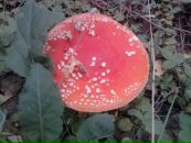 Ольга Сизова фотография #21 (источник - https://vk.com/id510162)