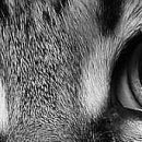 Світлана Курей фотография #32 (источник - https://vk.com/id70915138)