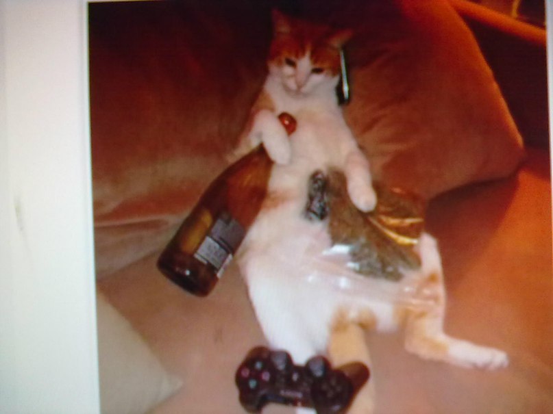 Илья Мульцин фотография #31