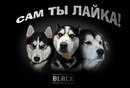 Вадім Гречко фотография #44 (источник - https://vk.com/id163011709)