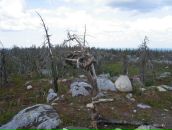 Иван Паньков фотография #40 (источник - https://vk.com/id746503)