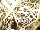 Фотография Суворова Антона