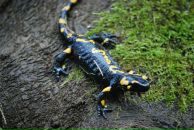 Віталій Яремчук фотография #12 (источник - https://vk.com/id17388924)