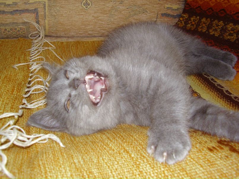 Sofia Matytsina фотография #20