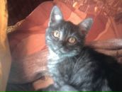 Фотография Дмитриенко Игоря