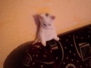 Наталія Черваток фотография #44 (источник - https://vk.com/id142432282)
