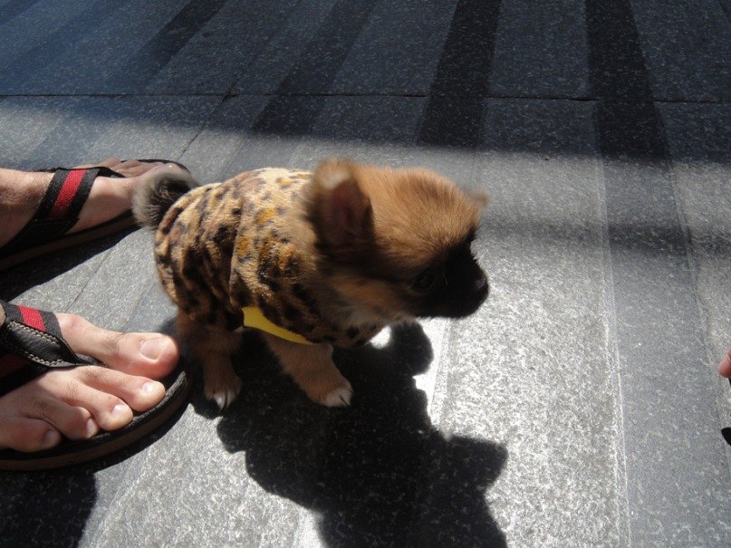 Elena D фотография #24